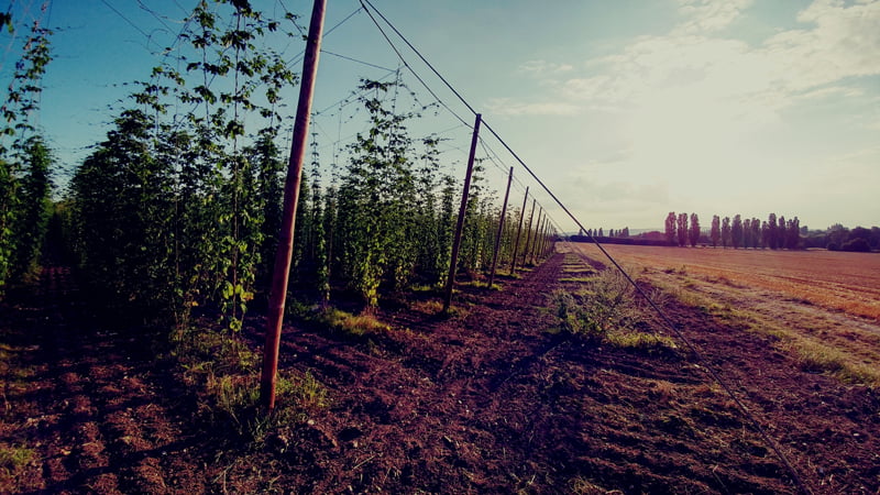 The Hogs Back Brewery hop garden in August 2016