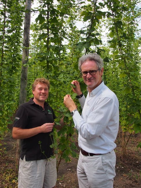 High Hopes for the Hogs Back Brewery Hop Harvest