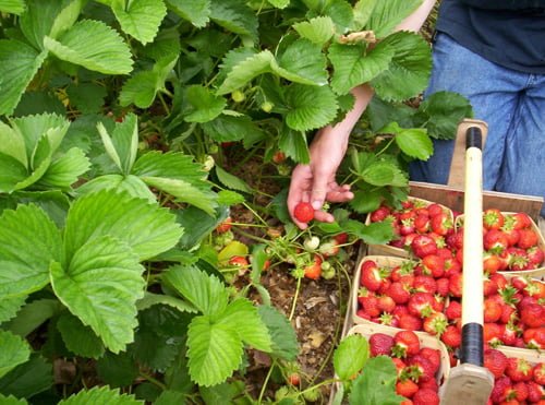 Lynx Purchasing strawberry picking