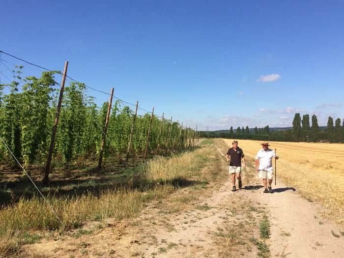 Hogs Back Brewery estate manager Matthew King (left) and hop consultant Colin Bird inspect the hop garden