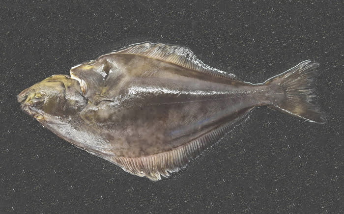 Farmed Halibut from Direct Seafoods