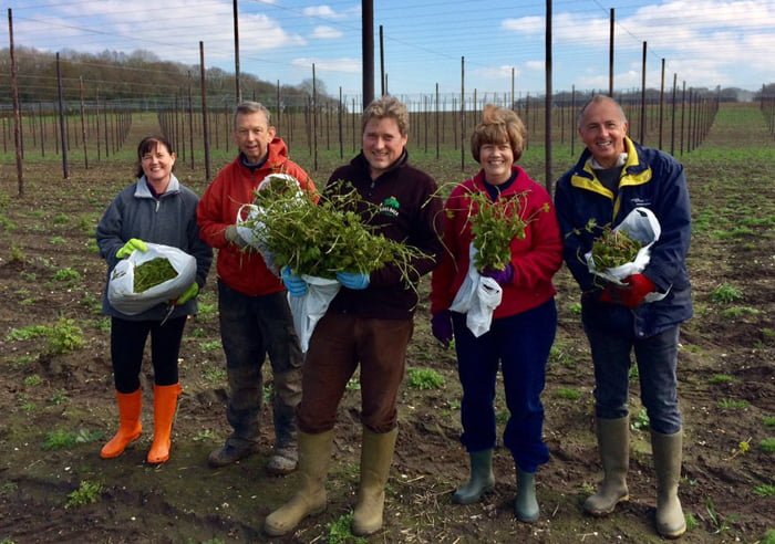 Hop Shoot Picking with the Tongham TEA Club